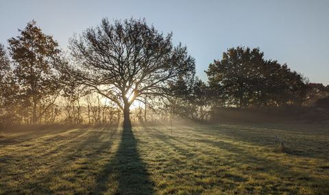 Un arbre seul au lever du soleil dans un champ brumeux